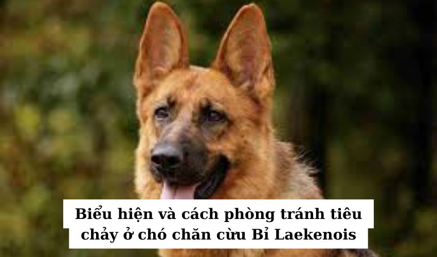 Biểu hiện và cách phòng tránh tiêu chảy ở chó chăn cừu Bỉ Laekenois Biểu hiện và cách phòng tránh tiêu chảy ở chó chăn cừu Bỉ Laekenois