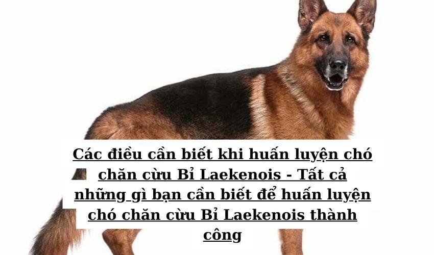 Các điều cần biết khi huấn luyện chó chăn cừu Bỉ Laekenois – Tất cả những gì bạn cần biết để huấn luyện chó chăn cừu Bỉ Laekenois thành công Các điều cần biết khi huấn luyện chó chăn cừu Bỉ Laekenois – Tất cả những gì bạn cần biết để huấn luyện chó chăn cừu Bỉ Laekenois thành công