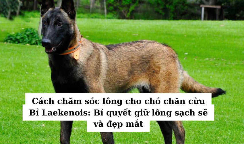 Cách chăm sóc lông cho chó chăn cừu Bỉ Laekenois: Bí quyết giữ lông sạch sẽ và đẹp mắt Cách chăm sóc lông cho chó chăn cừu Bỉ Laekenois: Bí quyết giữ lông sạch sẽ và đẹp mắt