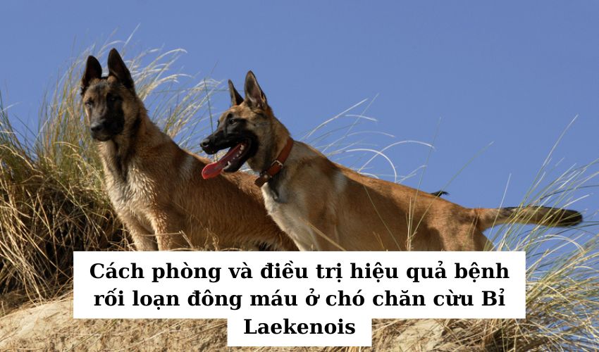 Cách phòng và điều trị hiệu quả bệnh rối loạn đông máu ở chó chăn cừu Bỉ Laekenois Cách phòng và điều trị hiệu quả bệnh rối loạn đông máu ở chó chăn cừu Bỉ Laekenois