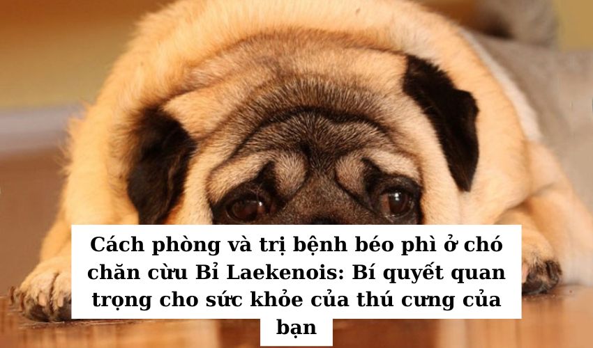 Cách phòng và trị bệnh béo phì ở chó chăn cừu Bỉ Laekenois: Bí quyết quan trọng cho sức khỏe của thú cưng của bạn Cách phòng và trị bệnh béo phì ở chó chăn cừu Bỉ Laekenois: Bí quyết quan trọng cho sức khỏe của thú cưng của bạn