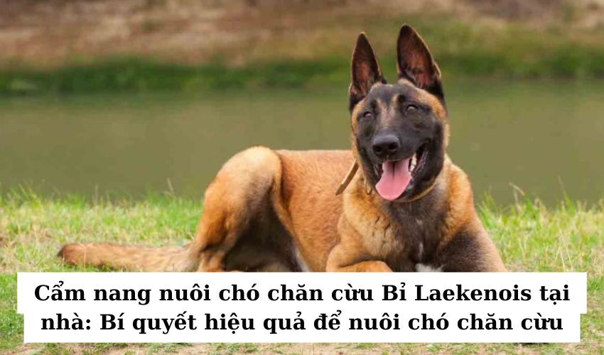 Cẩm nang nuôi chó chăn cừu Bỉ Laekenois tại nhà: Bí quyết hiệu quả để nuôi chó chăn cừu Cẩm nang nuôi chó chăn cừu Bỉ Laekenois tại nhà: Bí quyết hiệu quả để nuôi chó chăn cừu