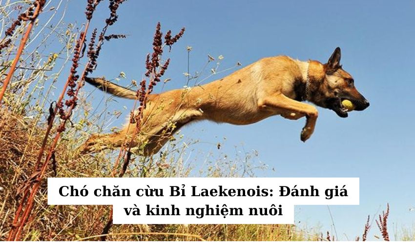 Chó chăn cừu Bỉ Laekenois: Đánh giá và kinh nghiệm nuôi Chó chăn cừu Bỉ Laekenois: Đánh giá và kinh nghiệm nuôi