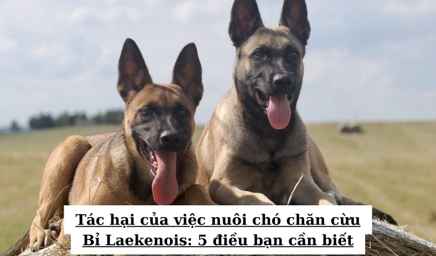 Những bí quyết nuôi chó chăn cừu Bỉ Laekenois con hiệu quả và đầy kinh nghiệm Những bí quyết nuôi chó chăn cừu Bỉ Laekenois con hiệu quả và đầy kinh nghiệm